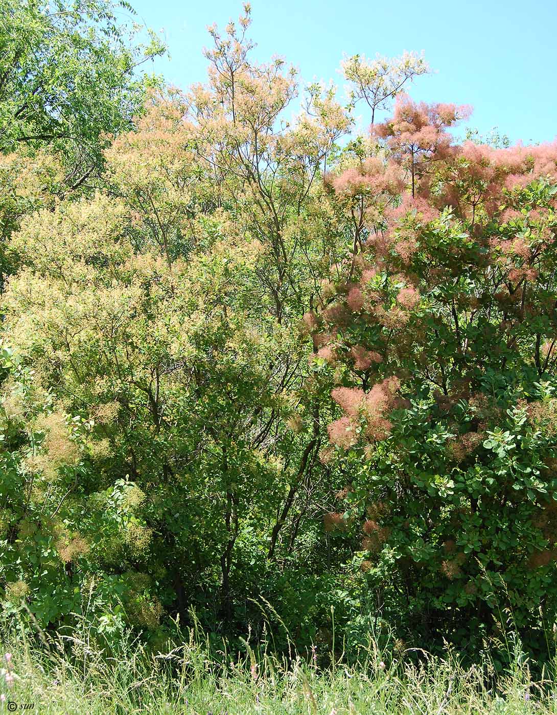 Изображение особи Cotinus coggygria.