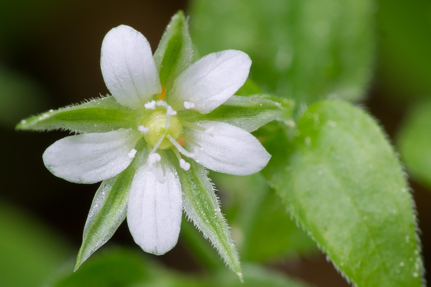 Изображение особи Moehringia trinervia.