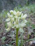 Dactylorhiza romana