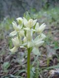 Dactylorhiza romana. Соцветие. Крым, окр. г. Ялта. 19.04.2010.
