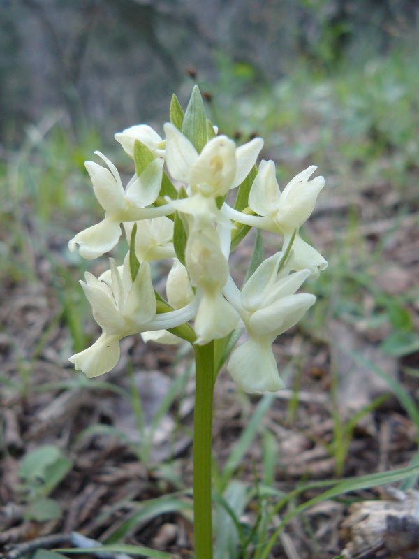 Изображение особи Dactylorhiza romana.