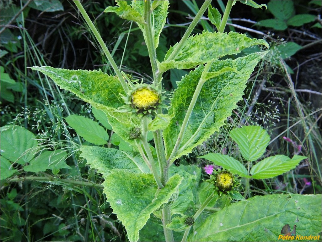 Изображение особи Telekia speciosa.