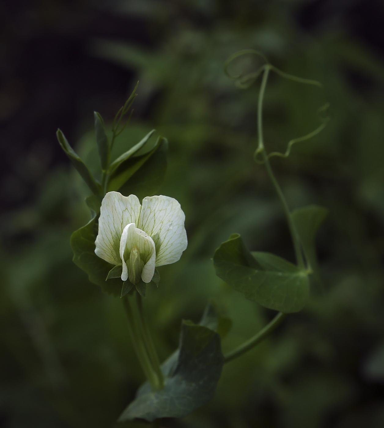 Какой цветок у гороха. Pisum sativum - горох посевной. Цветение гороха посевного. Pisum ensifolium. Горох посевной гербарий.