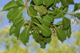 Pittosporum rhombifolium