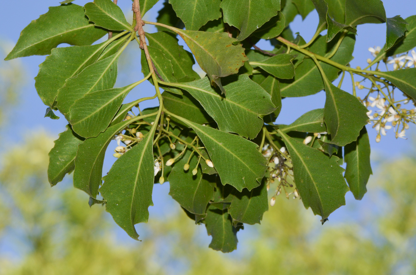 Image of Pittosporum rhombifolium specimen.