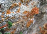 Saxifraga juniperifolia. Верхушка побега с соплодием. Кабардино-Балкария, Эльбрусский р-н, долина р. Шхельда, ок. 2100 м н.у.м., обломок скалы. 30.07.2017.