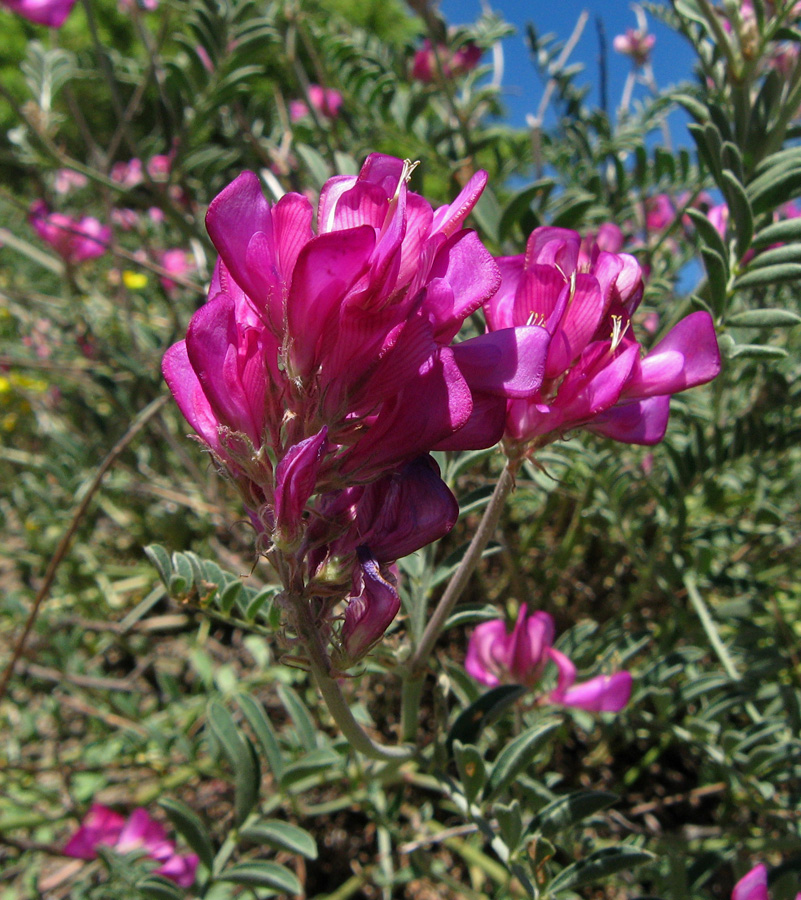 Image of Hedysarum tauricum specimen.