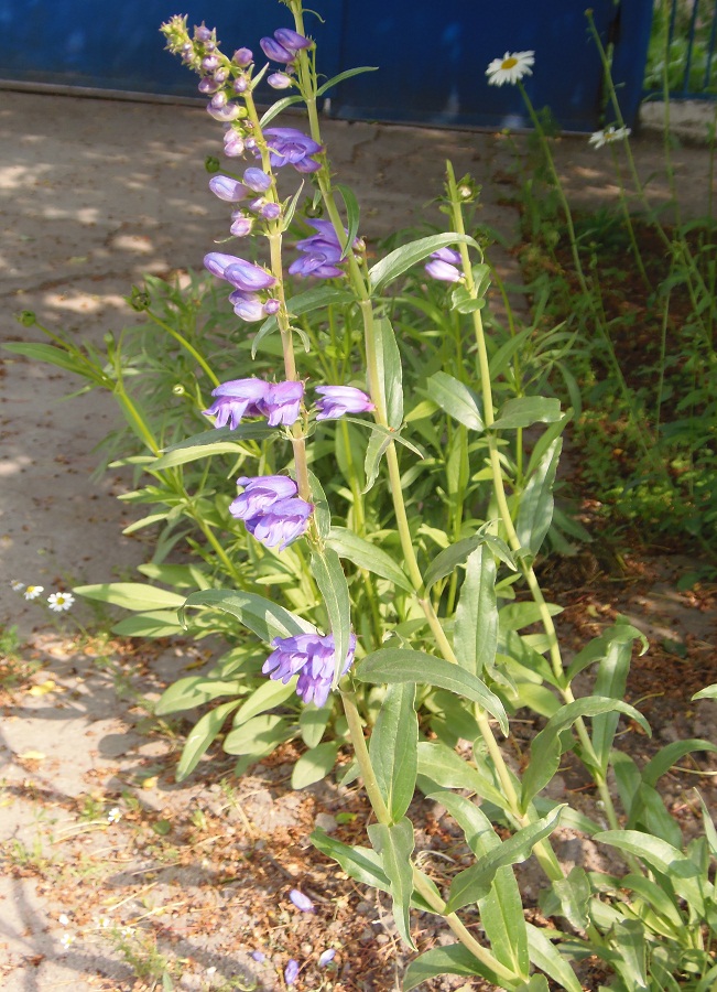 Изображение особи семейство Scrophulariaceae.