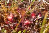 Drosera × obovata. Листья. Нижегородская обл., Володарский р-н, озеро Светлое-1, сфагновая сплавина. 02.09.2017.