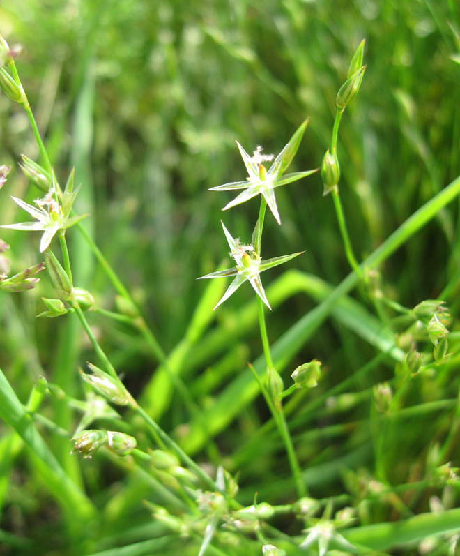Image of Juncus bufonius specimen.