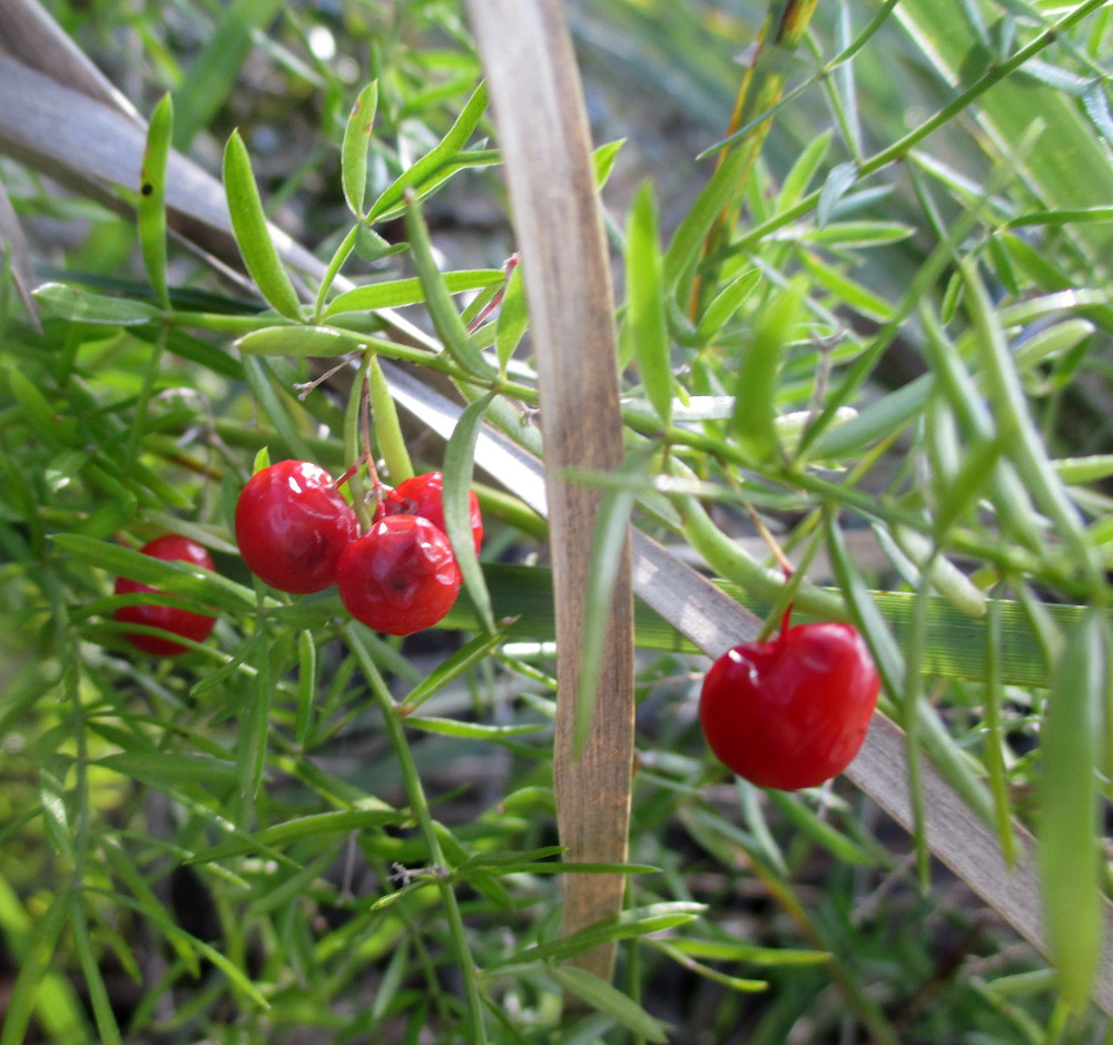 Image of Asparagus densiflorus specimen.