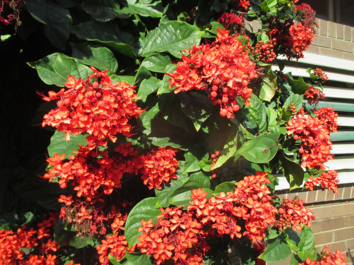 Image of Clerodendrum splendens specimen.
