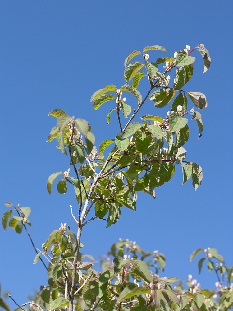 Изображение особи Lonicera xylosteum.