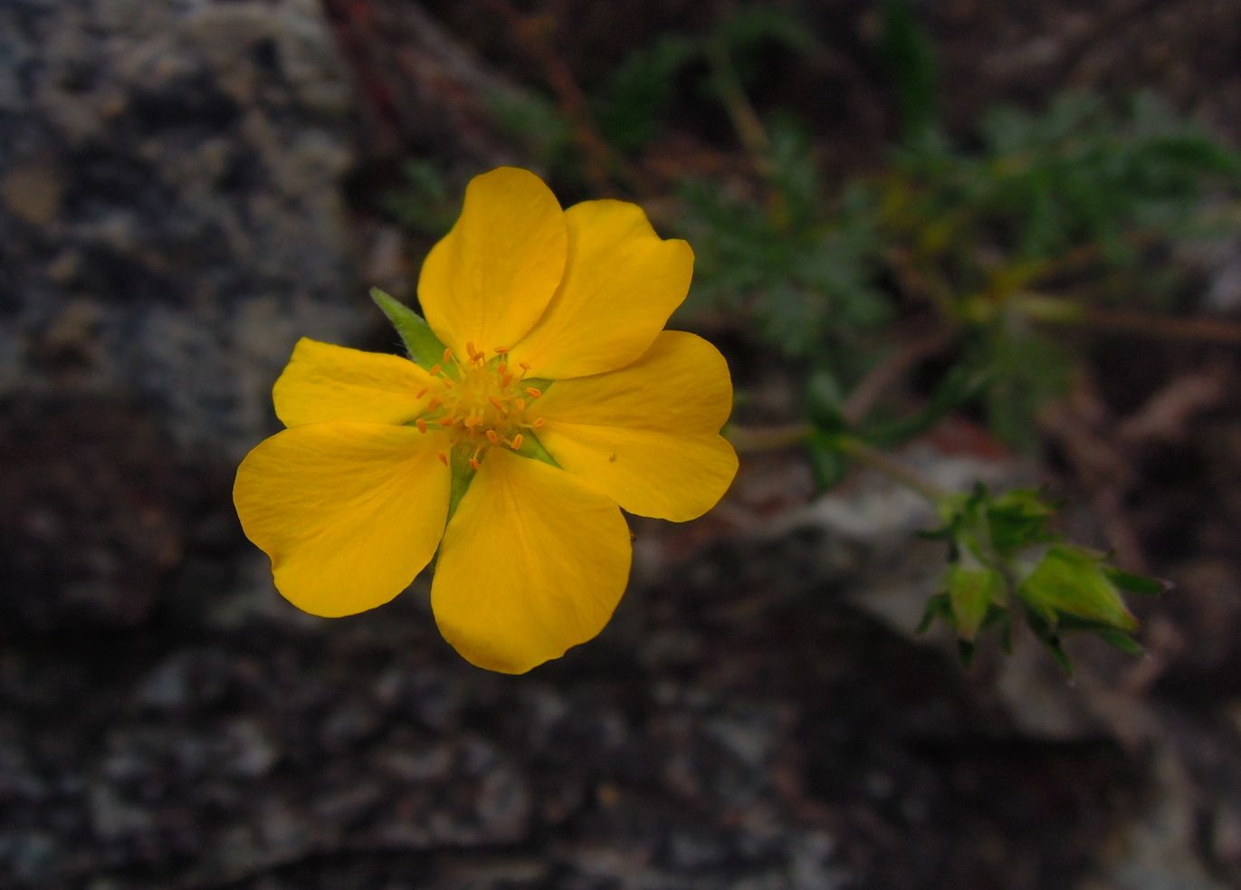 Изображение особи Potentilla czerepninii.