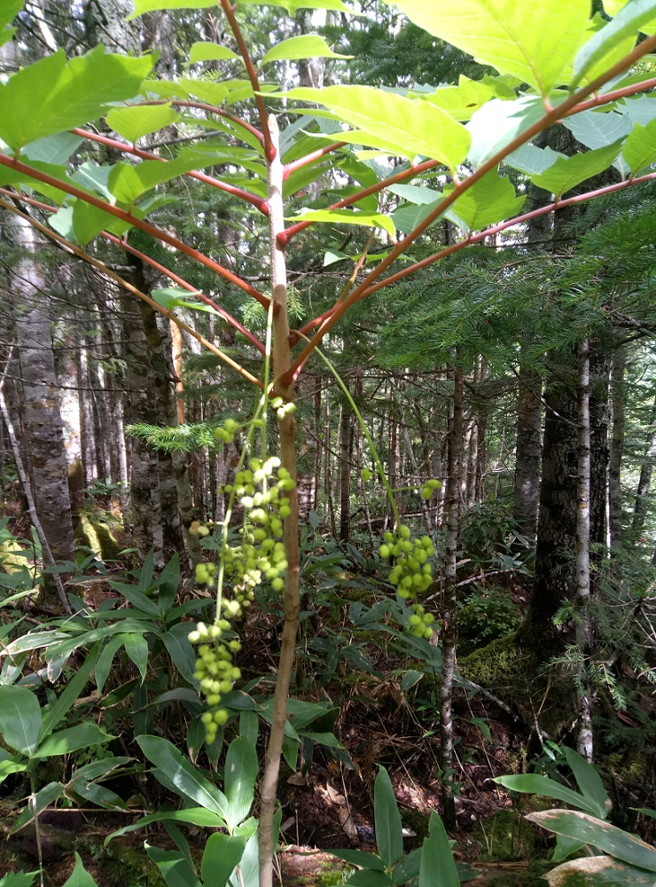 Изображение особи Toxicodendron trichocarpum.
