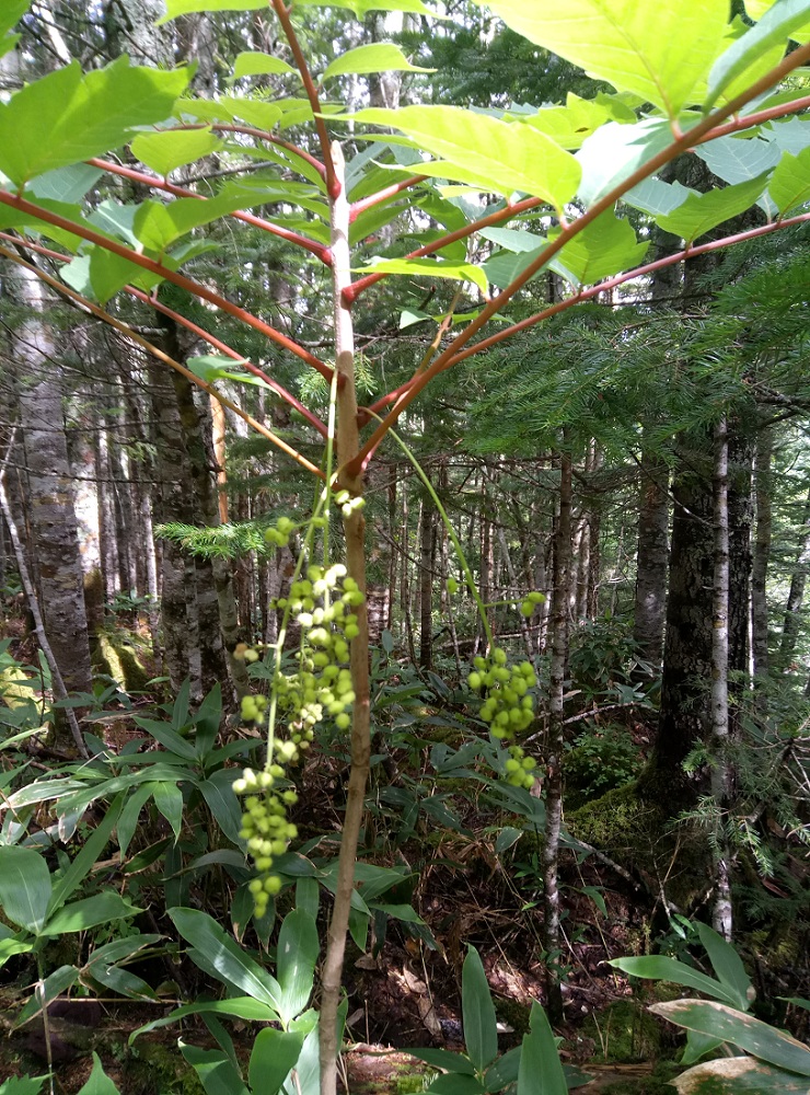 Image of Toxicodendron trichocarpum specimen.