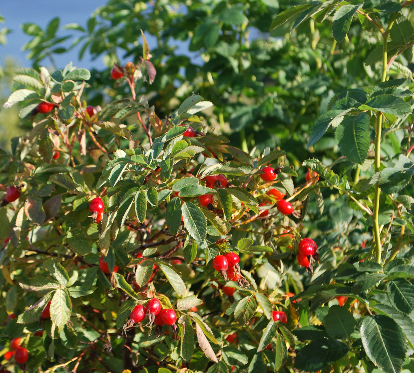 Image of Rosa cinnamomea specimen.