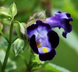 Torenia fournieri