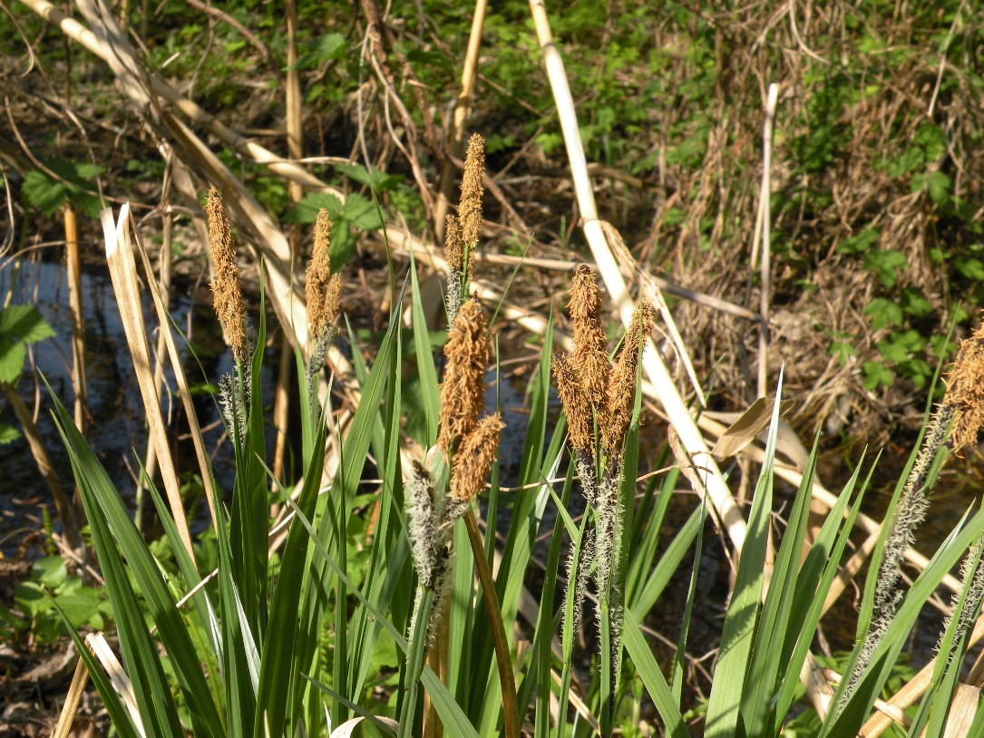 Image of Carex riparia specimen.