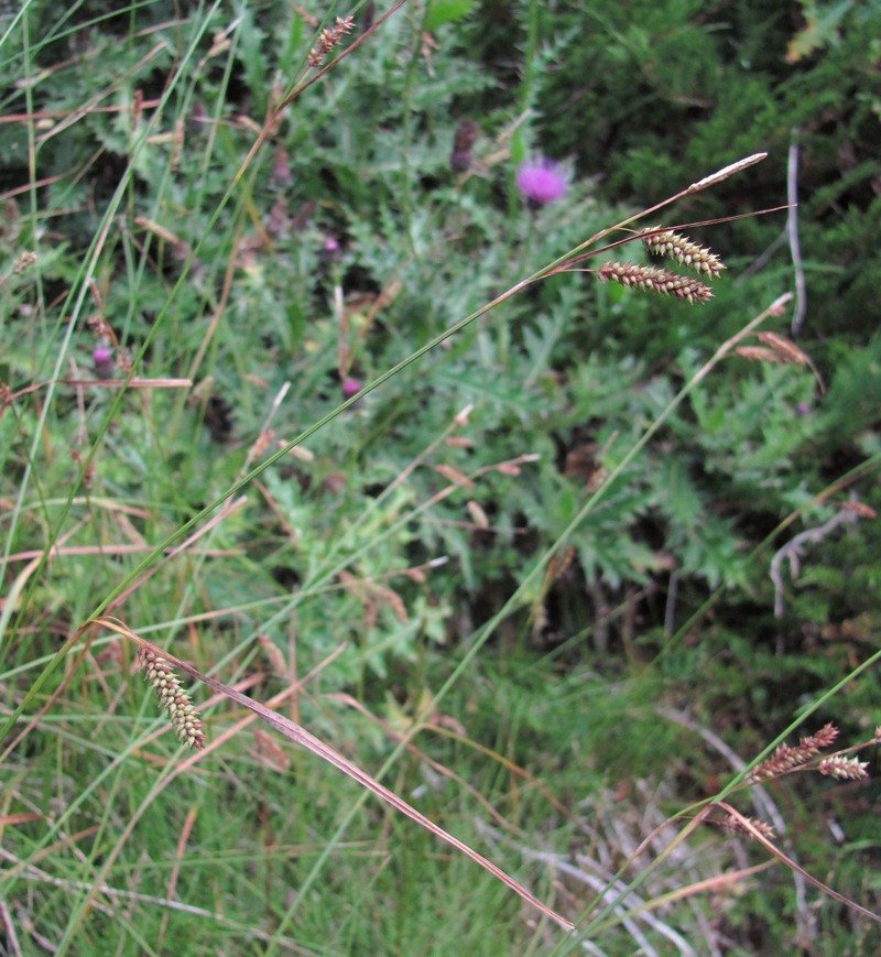 Image of genus Carex specimen.