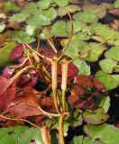 Trapella sinensis. Верхушка плодоносящего побега, извлечённая из воды. Приморский край, Черниговский р-н, окр. с. Вадимовка, старица р. Илистая. 30.08.2017.
