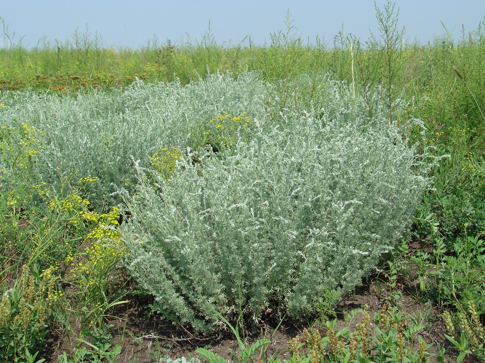 Изображение особи Artemisia frigida.