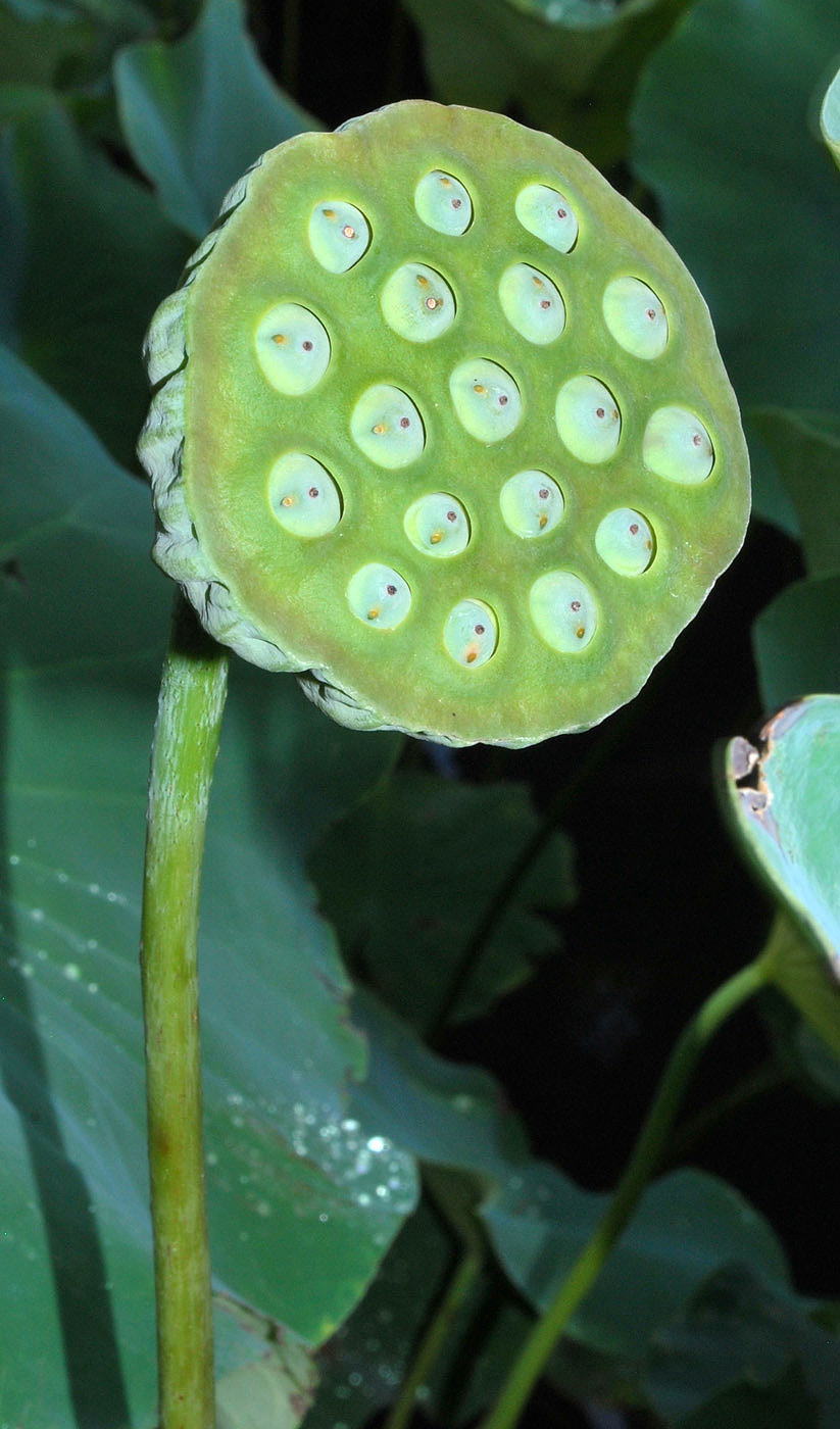 Изображение особи Nelumbo caspica.