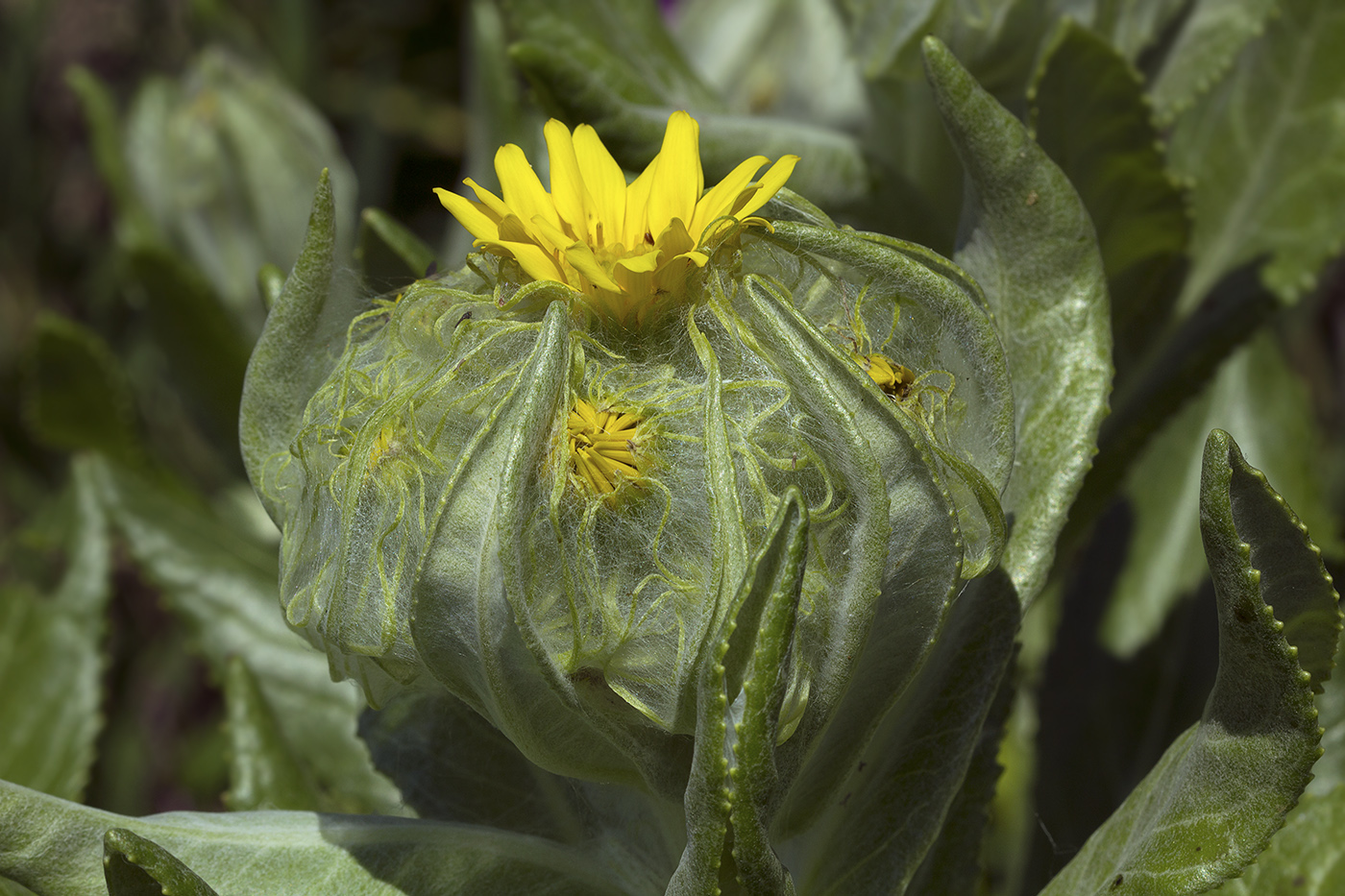 Image of Senecio pseudoarnica specimen.