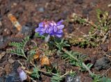 Vicia macrantha. Верхушка побега с соцветием. Монголия, аймак Архангай, вулкан Хэрийин, ≈ 2200 м н.у.м., каменистый склон. 06.06.2017.