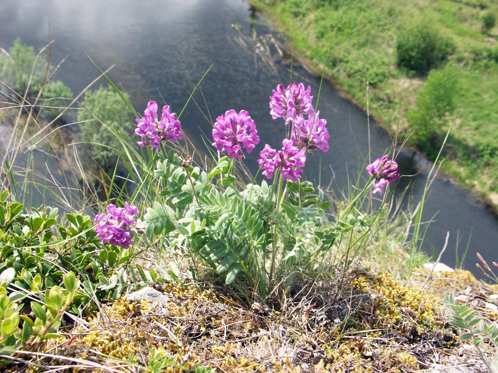 Изображение особи Oxytropis ivdelensis.