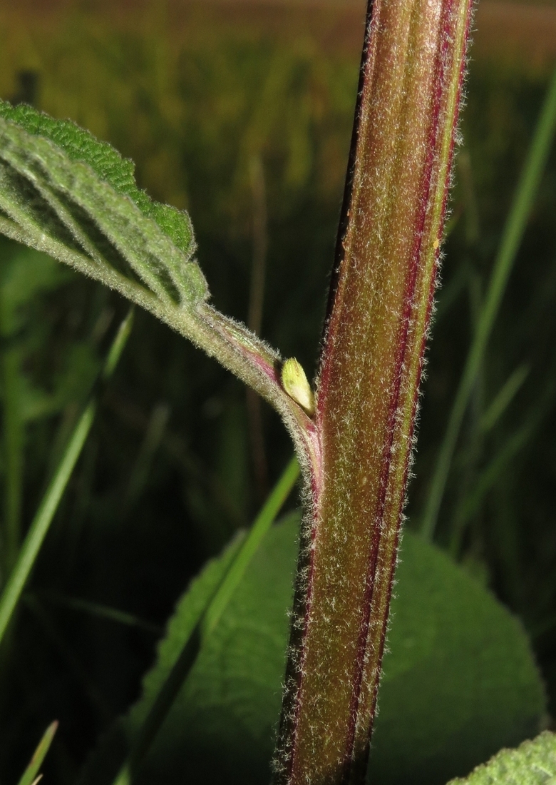 Image of Verbascum nigrum specimen.