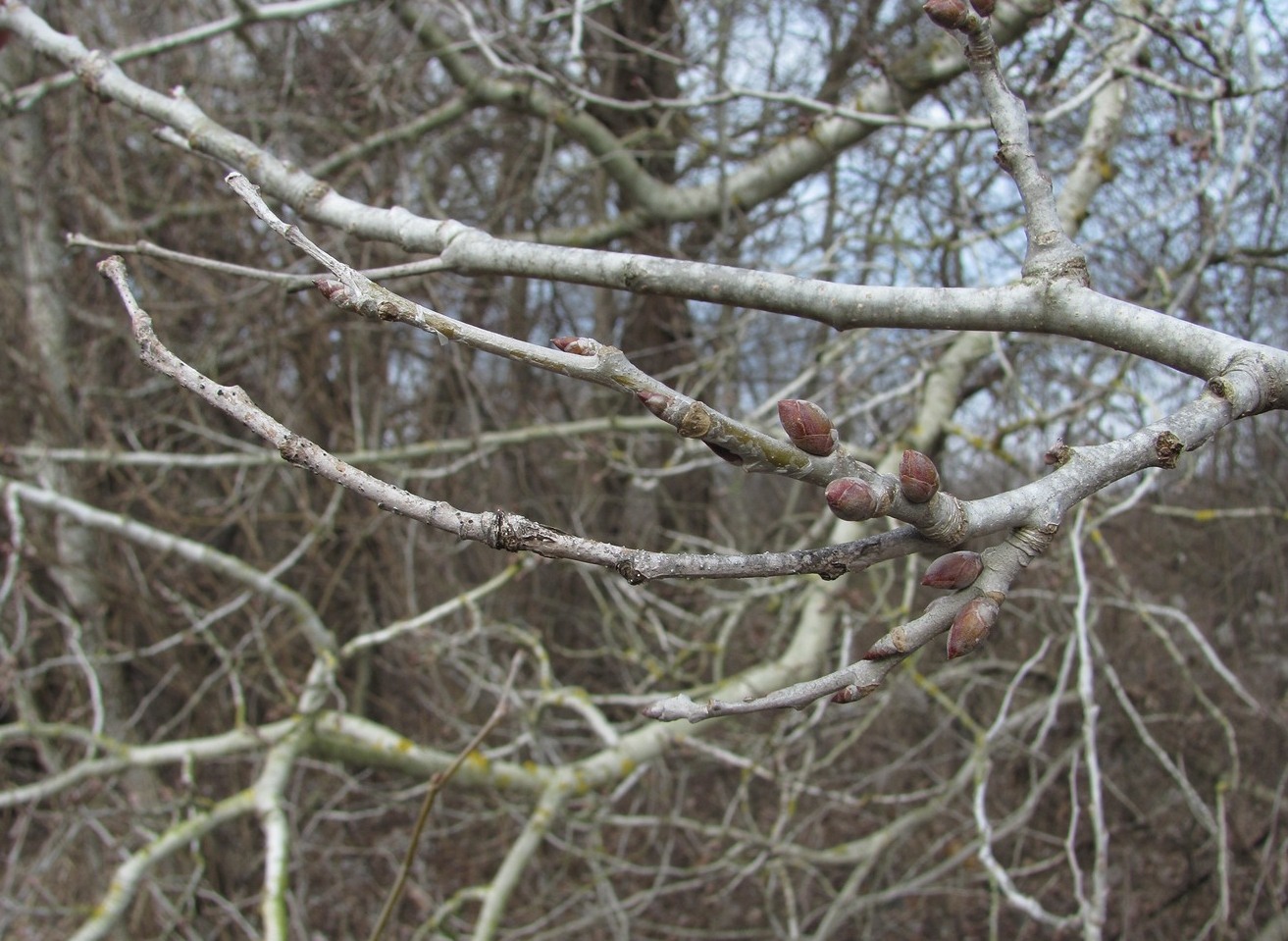 Image of Populus alba specimen.