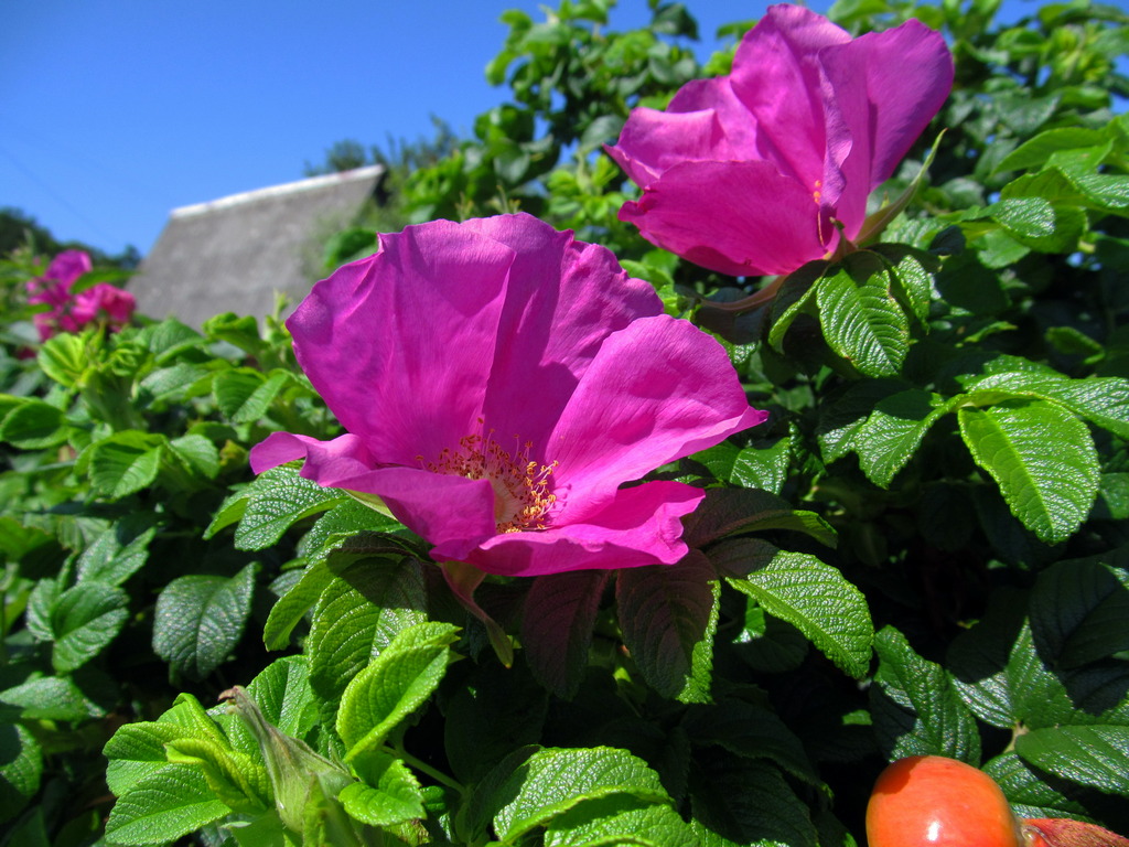 Image of Rosa rugosa specimen.