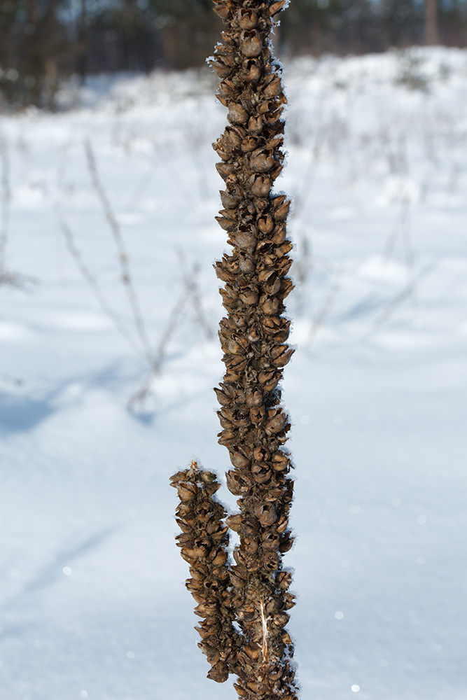 Image of Verbascum thapsus specimen.