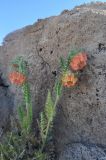 род Caiophora. Цветущее растение. Боливия, солар Уюни, остров Пескадо. 17 марта 2014 г.