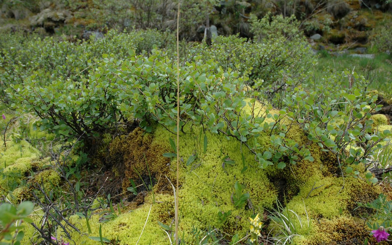 Image of Betula rotundifolia specimen.