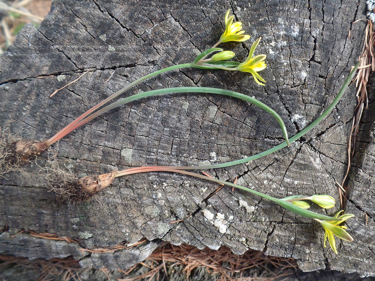 Image of Gagea fedtschenkoana specimen.