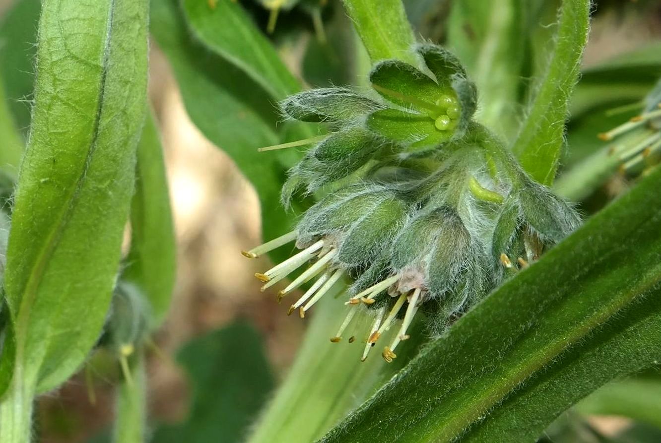 Изображение особи Solenanthus biebersteinii.