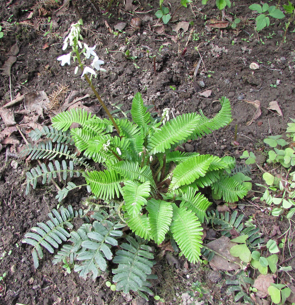 Изображение особи Pteridophyllum racemosum.