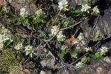 Amelanchier ovalis