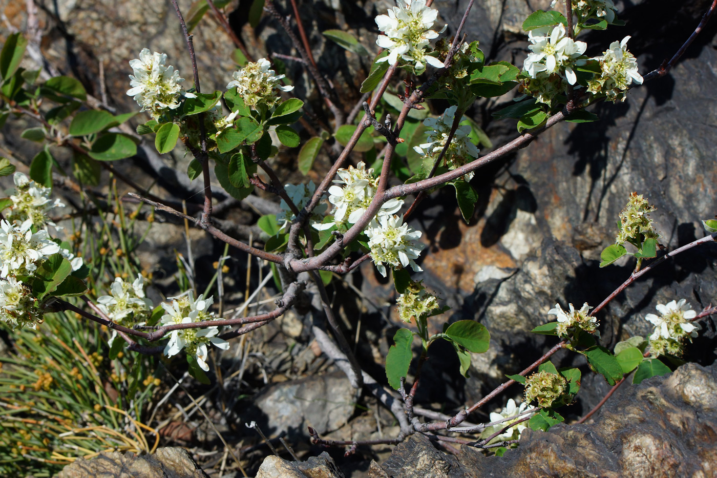 Изображение особи Amelanchier ovalis.