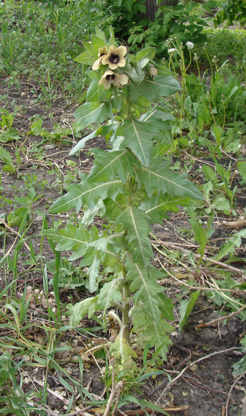 Изображение особи Hyoscyamus niger.