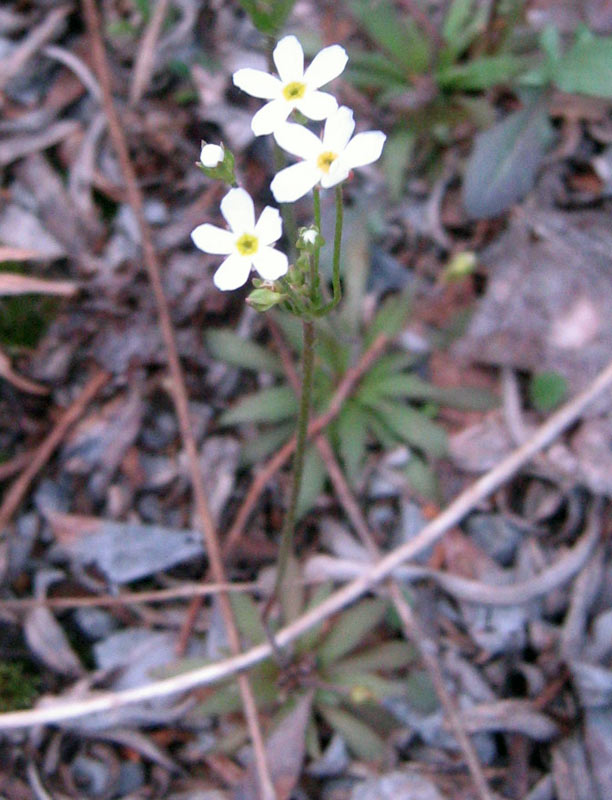 Image of genus Androsace specimen.