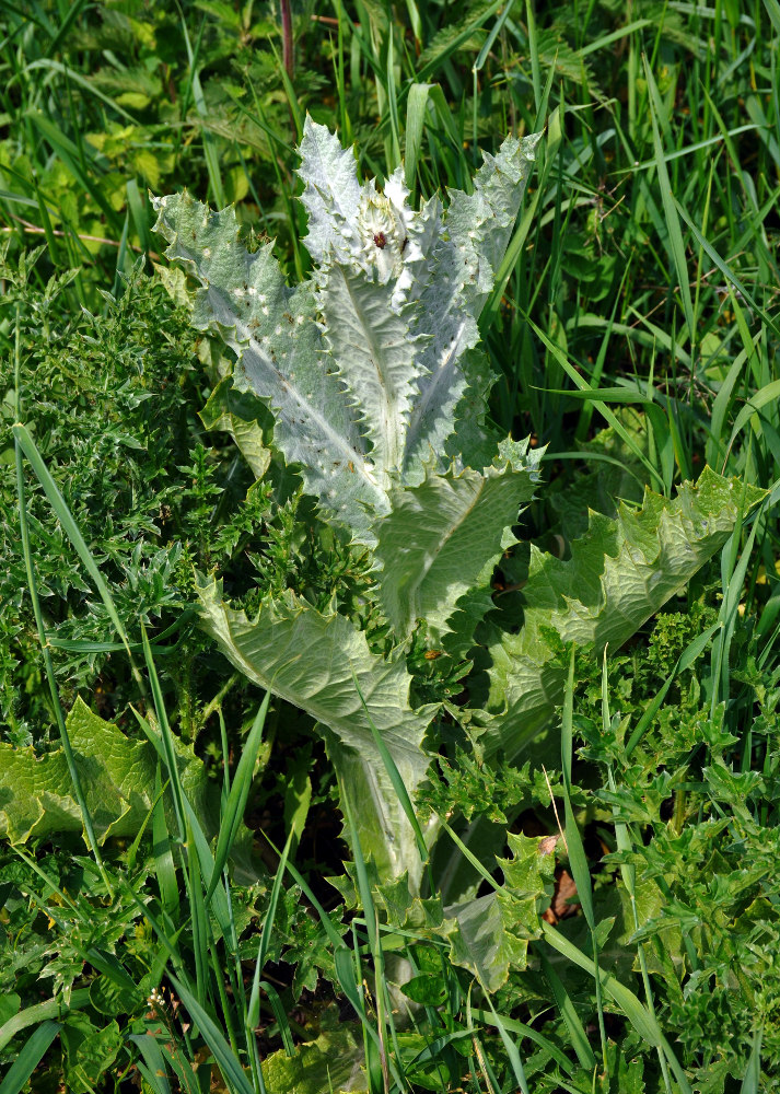 Image of Onopordum acanthium specimen.