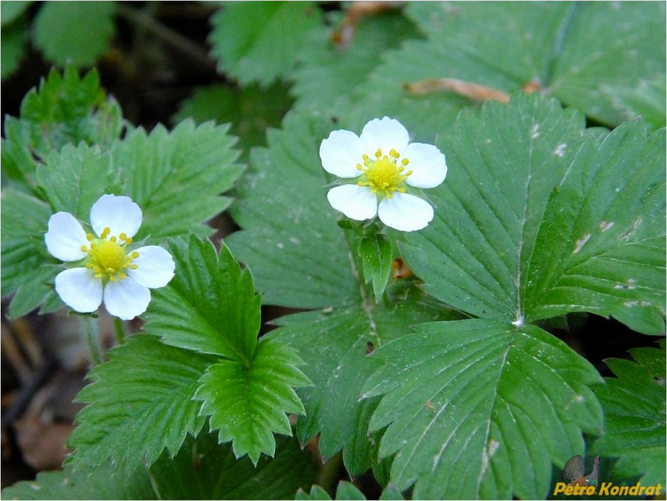 Изображение особи Fragaria vesca.