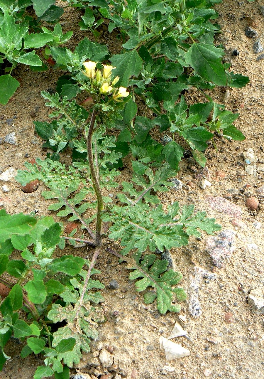 Image of Erucastrum gallicum specimen.