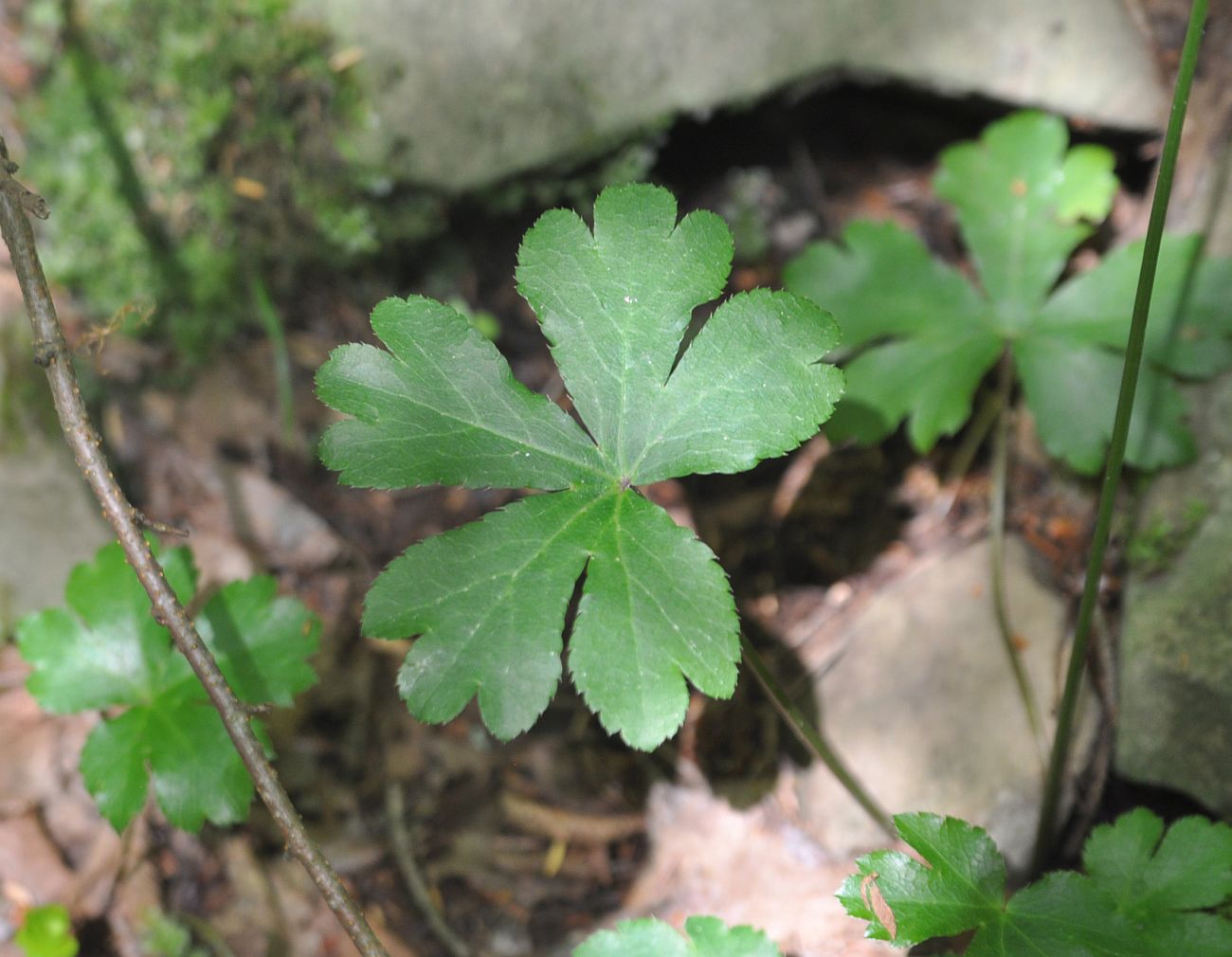 Изображение особи Sanicula europaea.