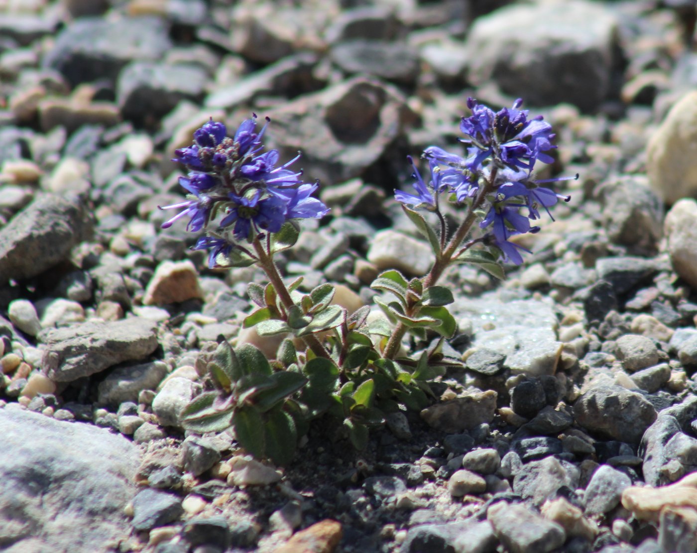 Image of Veronica macrostemon specimen.