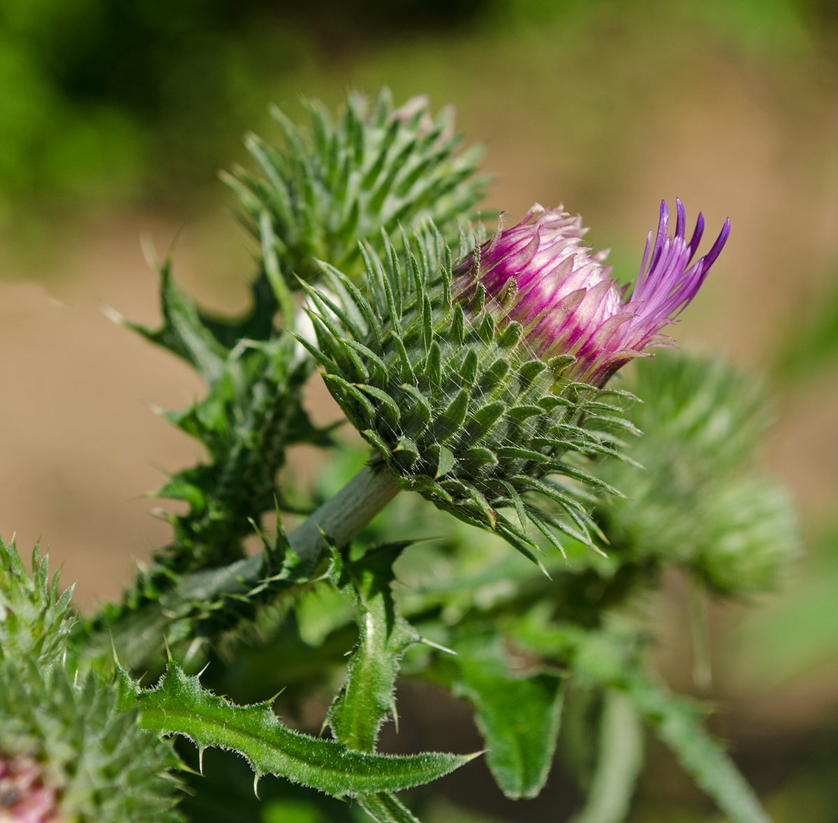 Изображение особи Carduus crispus.