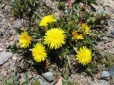 genus Taraxacum. Цветущее растение. Кыргызстан, Чуйская обл., Панфиловский р-н, вост. часть Таласского Алатау, пер. Алабель, 3175 м н.у.м., альпийская зона. 20 июля 2018 г.